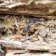 Angela Wang / Wolf spider